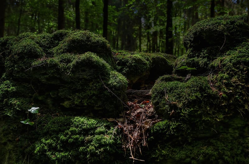 Druid's Sacred Grove Visit